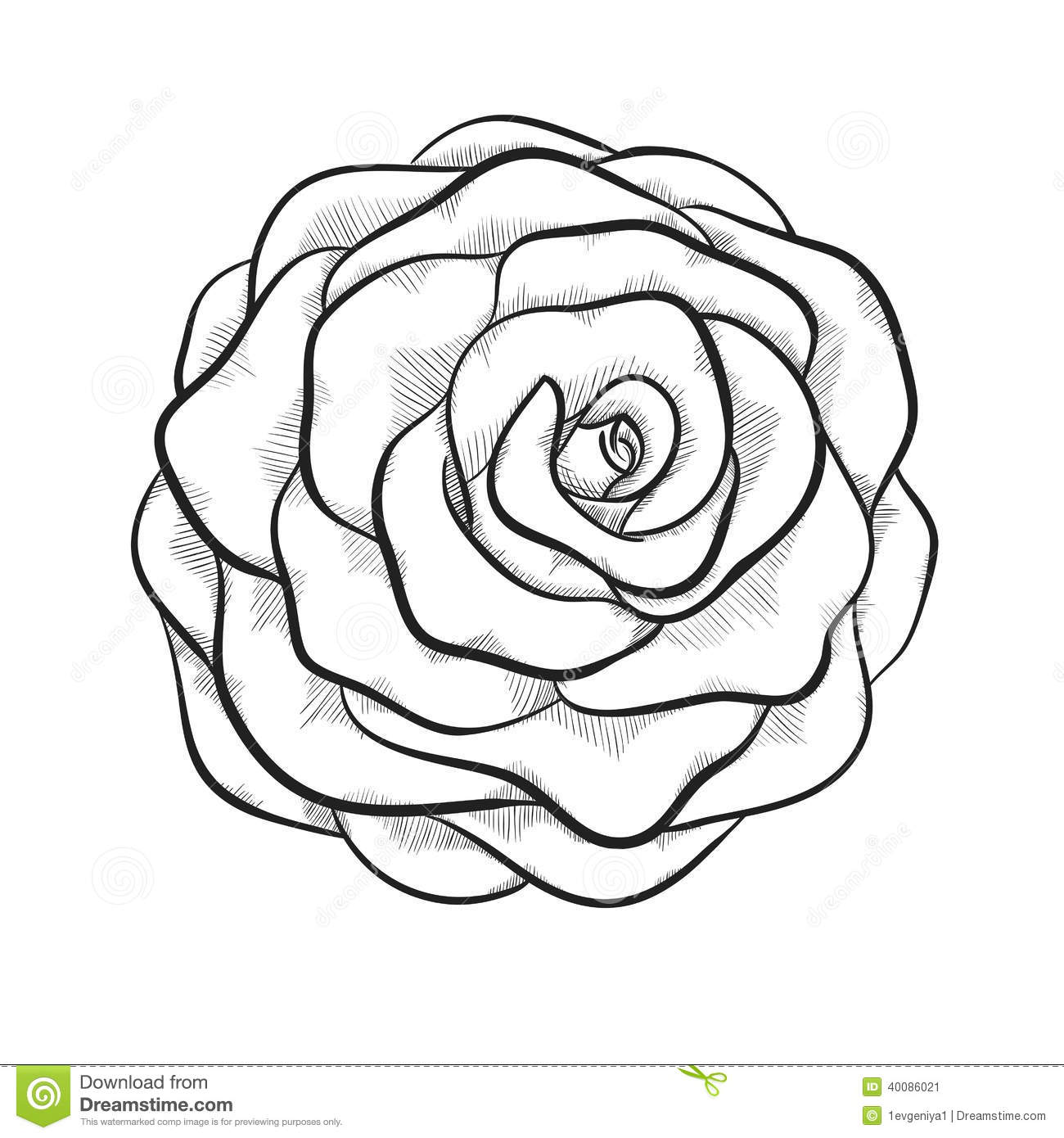 1300x1390 Drawn Rose Contour Drawing