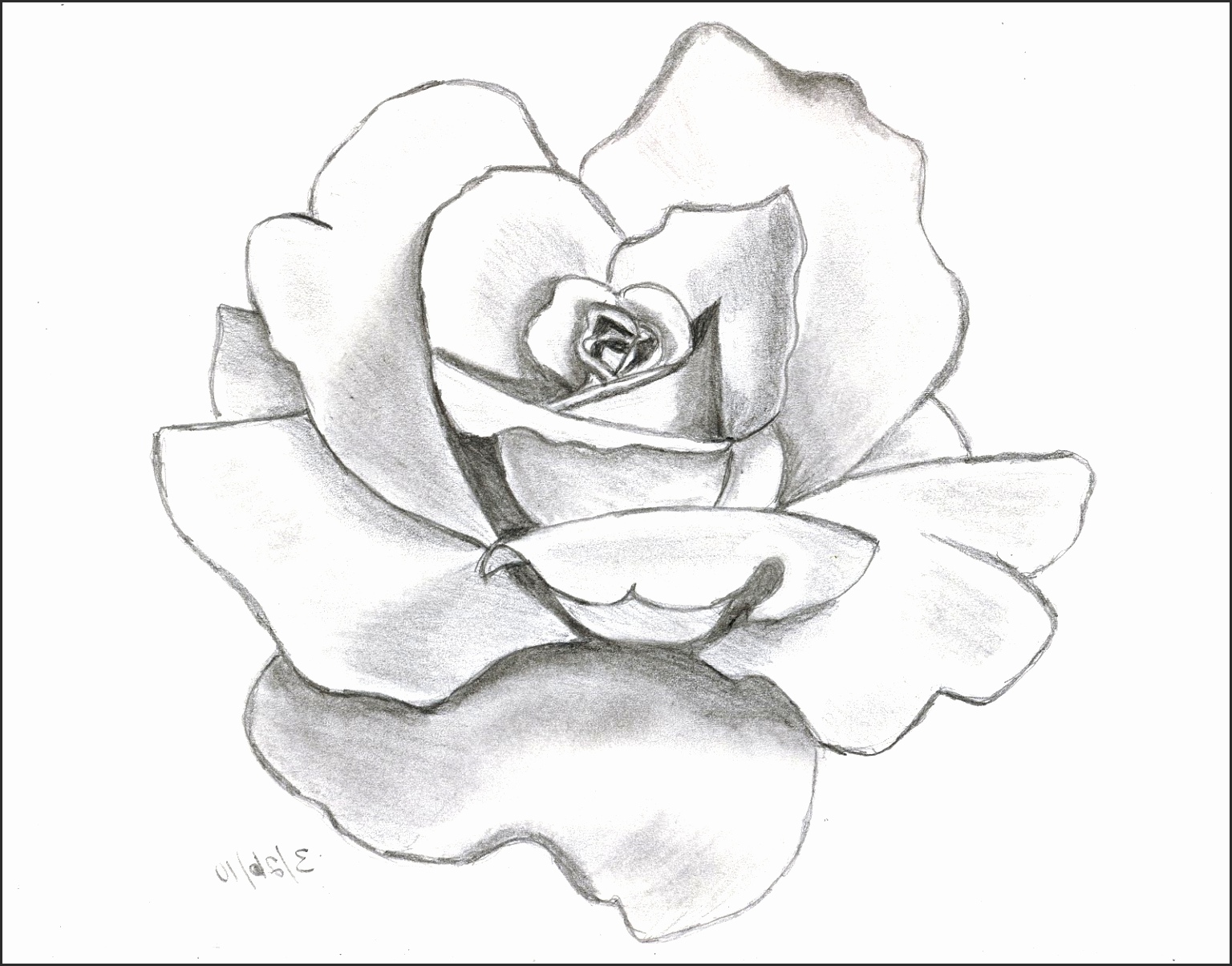 1536x1204 Easy Drawing Of Rose Hhvjw Awesome Gallery Line Drawings Roses