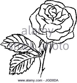 300x323 Hand Drawn Sketch Of Rose Isolated, Black And White Cartoon Vector