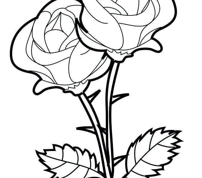 678x600 Rose Coloring Pages As Well As To Print Rose Coloring Pages About