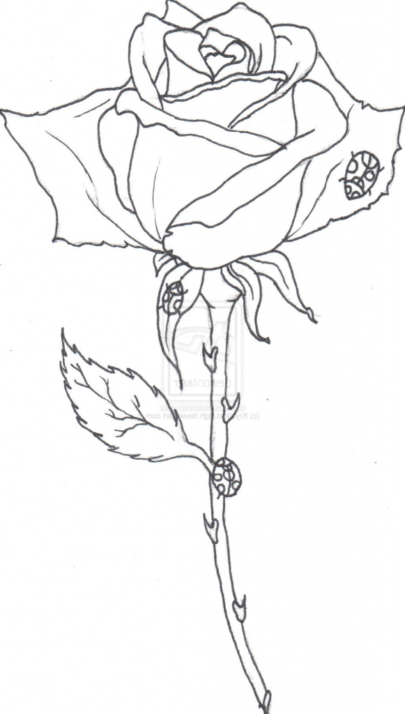 581x1024 Rose Drawing Outline Images For Gt Roses Drawings Outlines Line
