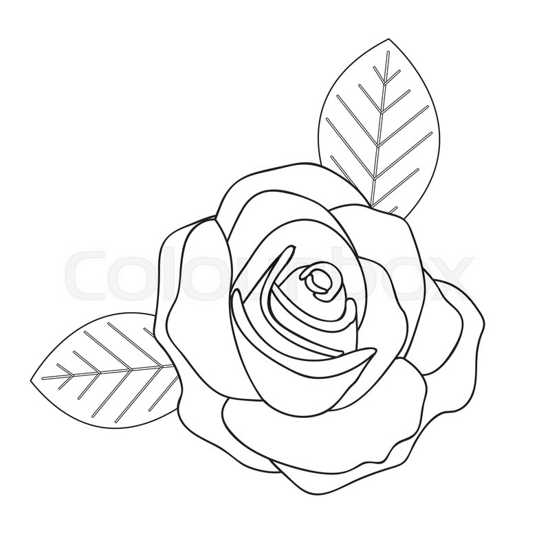 800x800 Rose Line Drawing Image Vector Illustration Design Stock Vector