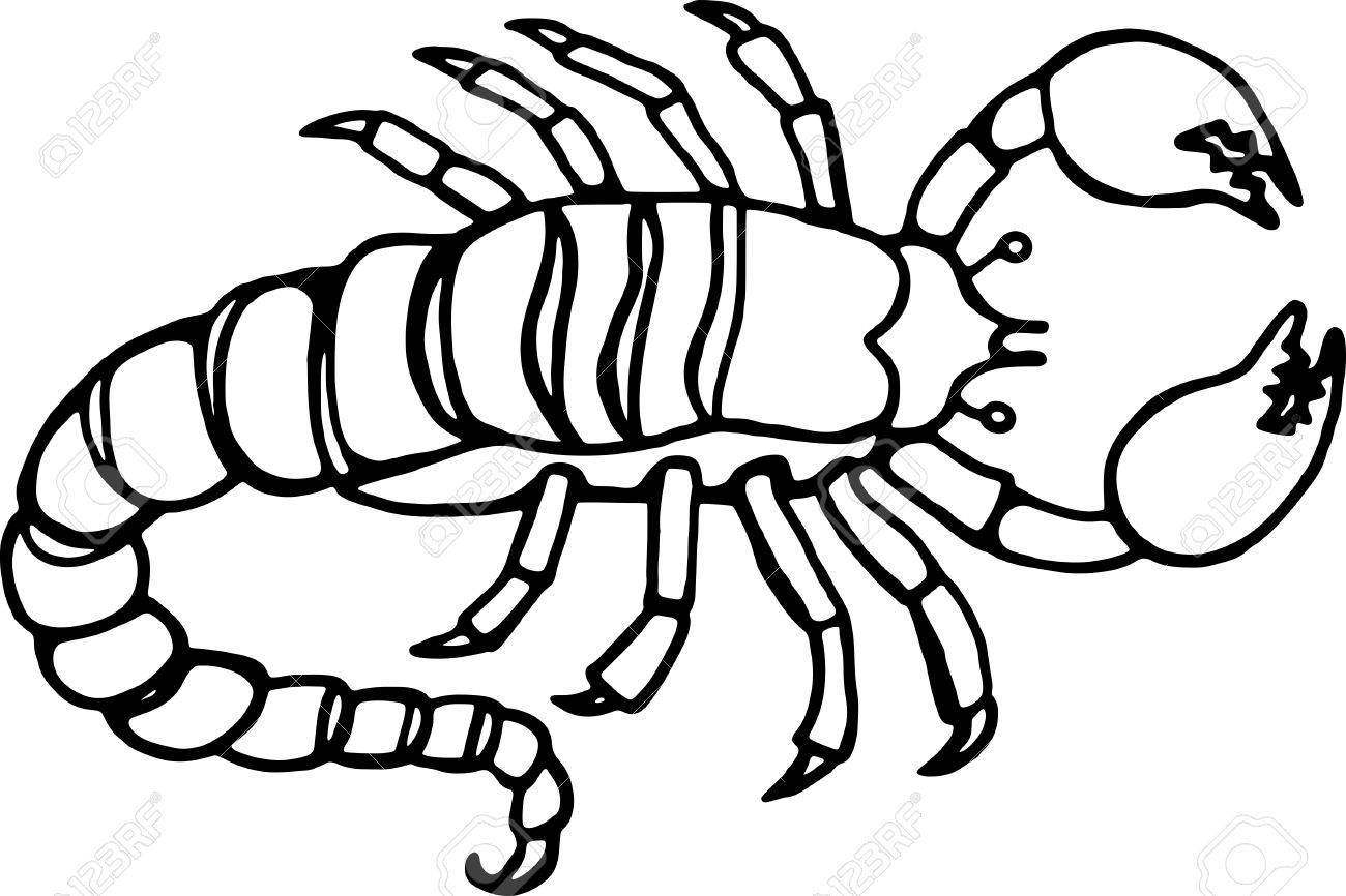 1300x866 Simple Black And White Line Drawing Of A Scorpion Stock Photo
