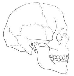 245x252 Java Man And Turkana Boy