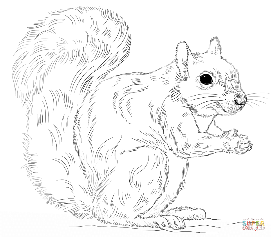 934x818 Eastern Gray Squirrel Coloring Page Free Printable Coloring Pages