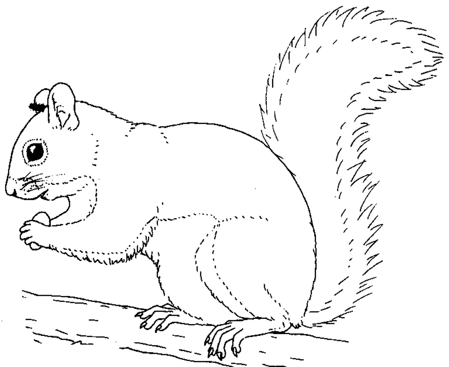 1450x1185 Printable Squirrel Coloring Pages Coloring Me