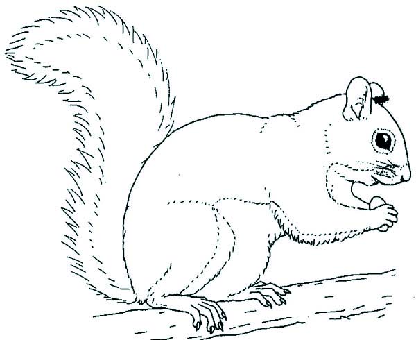 600x490 Squirrel Coloring Pages 19 Forest Squirrel