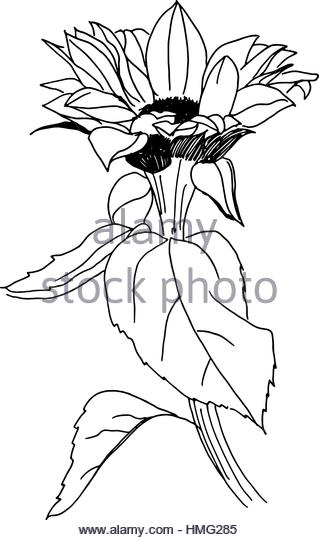 319x540 Freehand Line Drawing Sunflower Stock Photos Amp Freehand Line