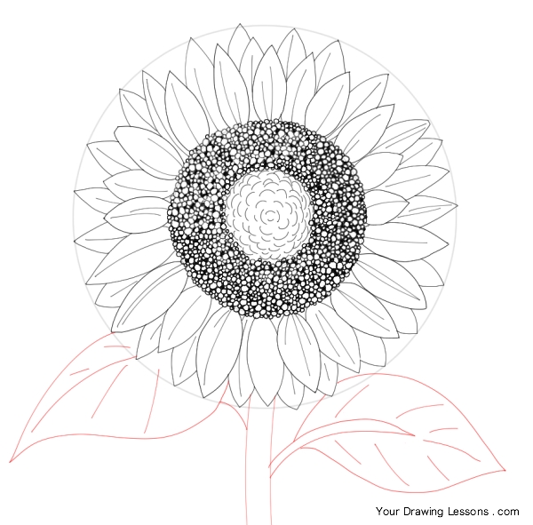 600x591 How To Draw A Sunflower Your Drawing Lessons