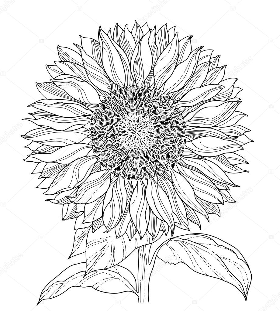 921x1024 Sunflower Drawing Stock Vector Silvertiger