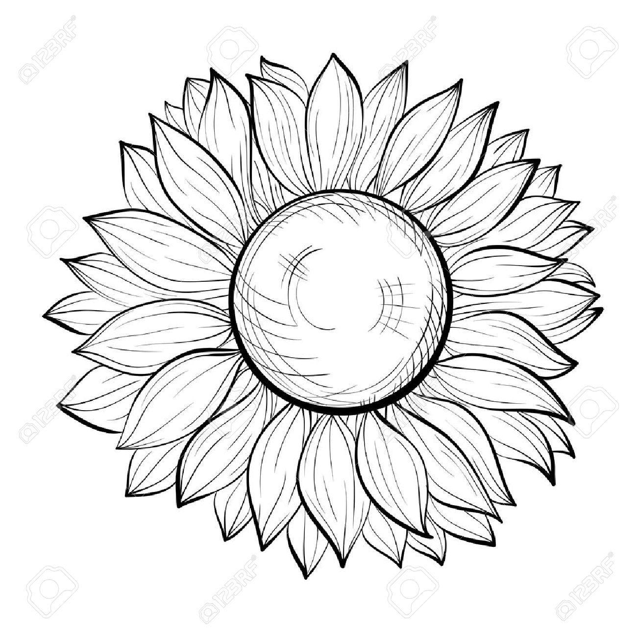 1300x1300 Beautiful Black And White Sunflower Isolated On White Background