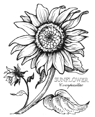 373x457 Sunflower Line Drawings