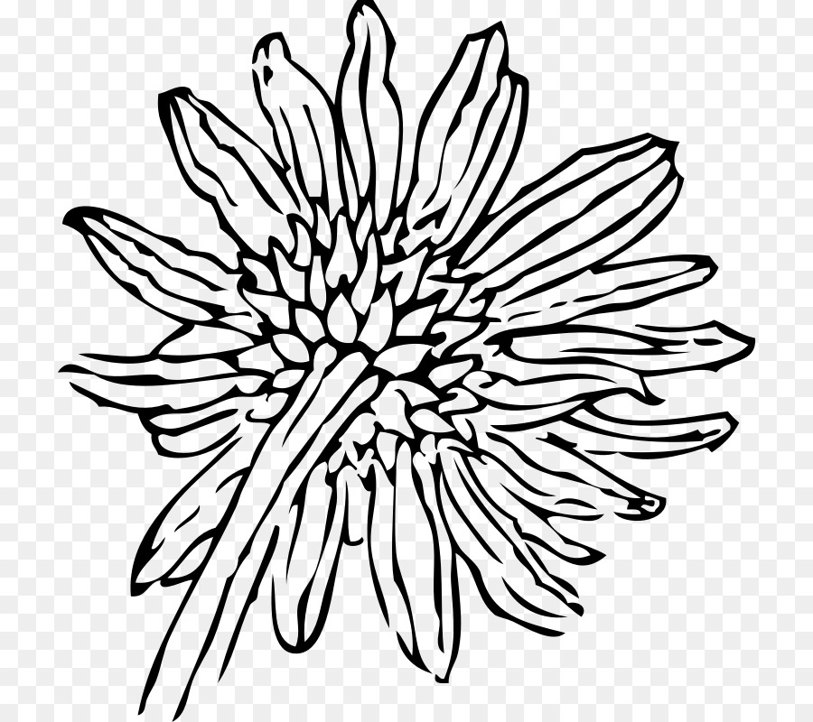 900x800 Drawing Common Sunflower Clip Art