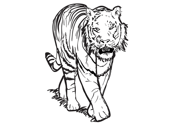 600x450 How To Draw A Tiger Sketchbook Challenge 29