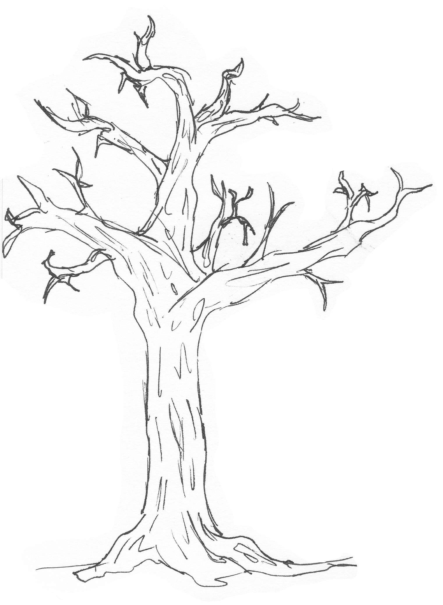 1521x2073 Simple Drawing Of A Tree
