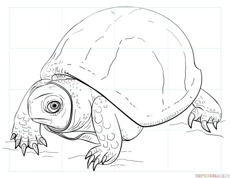743x575 How To Draw An Ornate Box Turtle Step By Step Drawing Tutorials