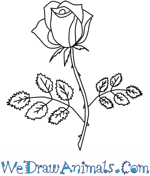 300x350 How To Draw A Rose Flower