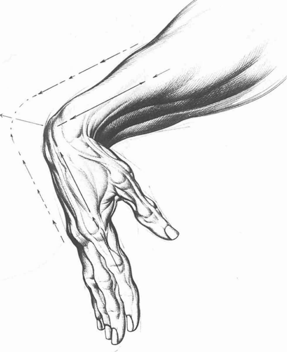 980x1202 Hand Palm Drawing