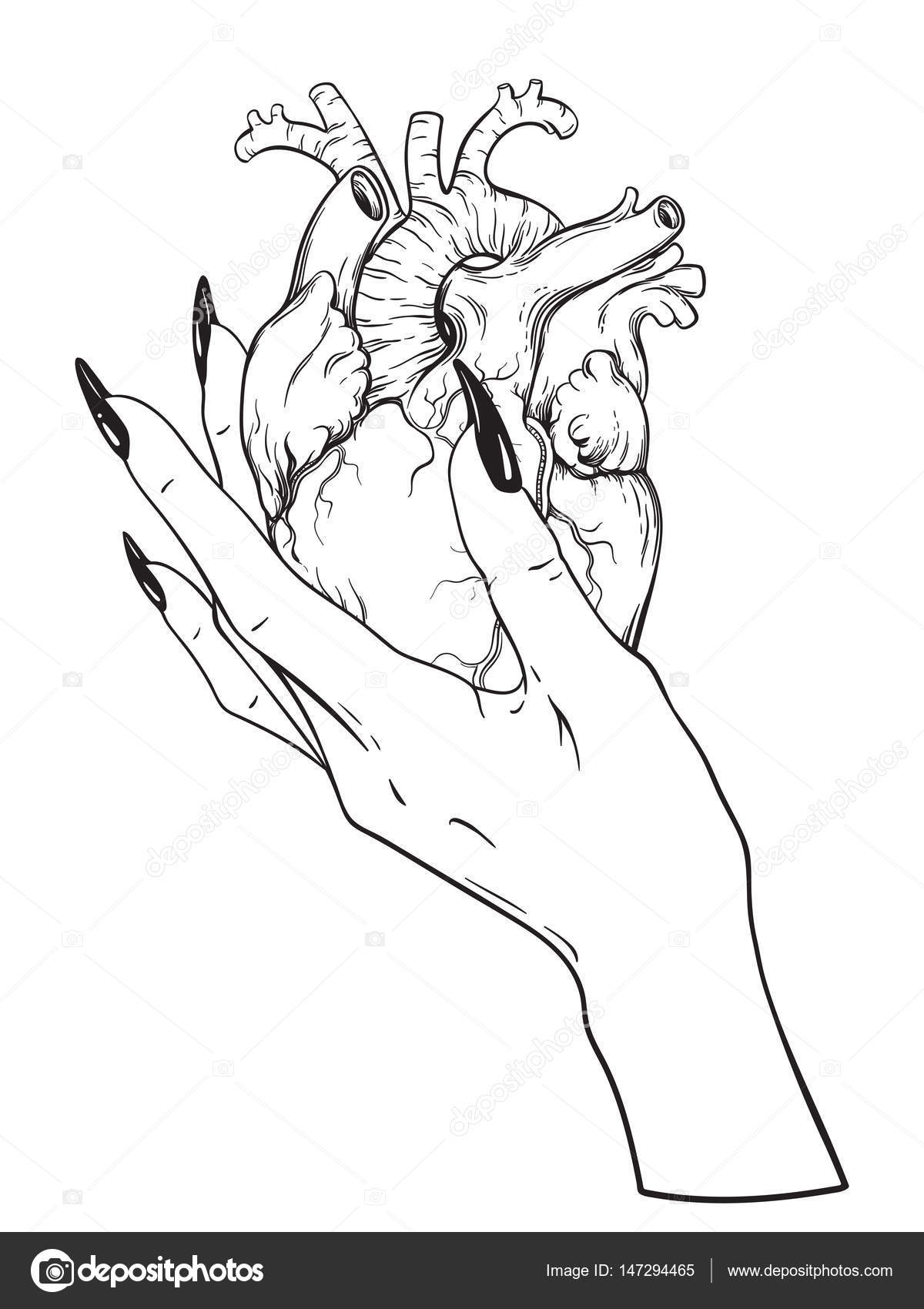 1200x1700 Human Heart In Graceful Female Hand Isolated. Sticker, Print