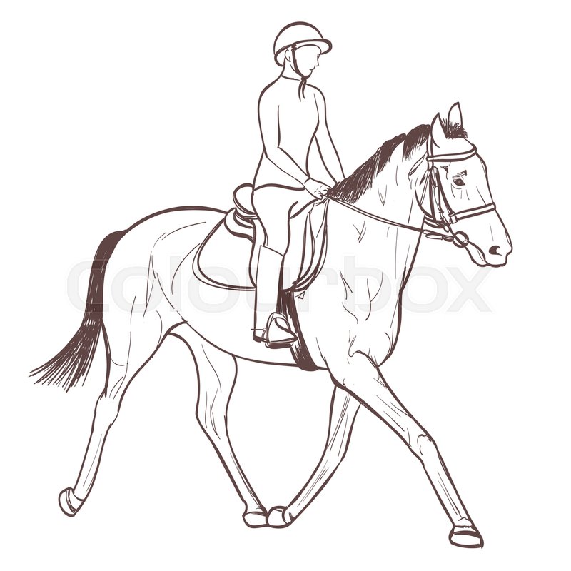 800x800 A Horse Rider Drawing. Equestrian Sport Training Line Art Vector