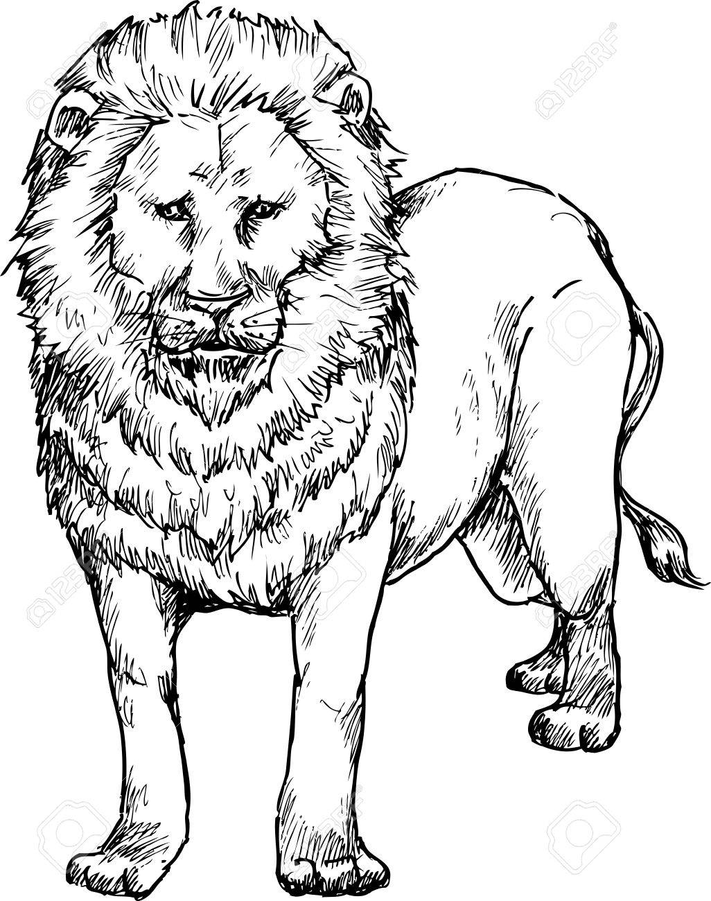 Lion And Cubs Drawing at GetDrawings | Free download