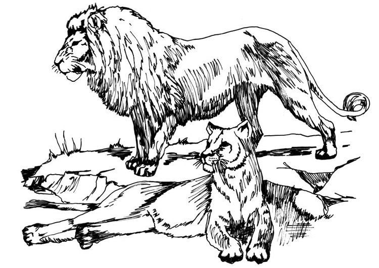 750x531 Coloring Page Lion And Lioness
