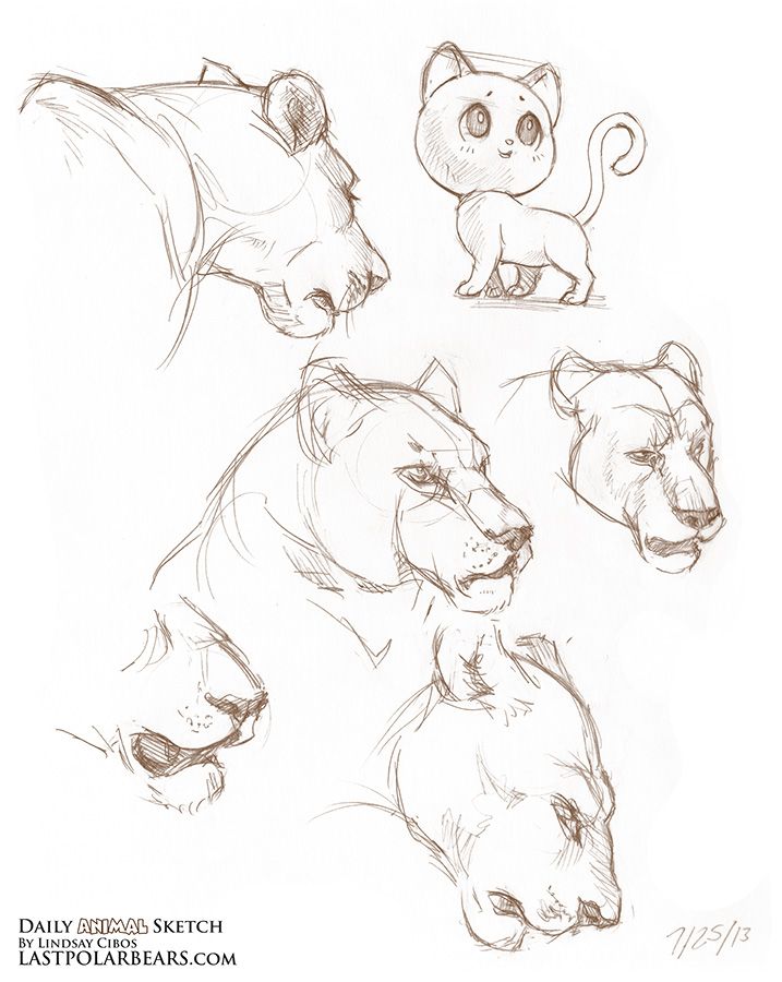 717x900 Daily Animal Sketch Lioness The Last Of The Polar Bears
