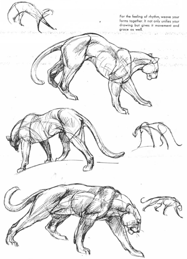 597x825 Lioness Character Design Reference Drawings