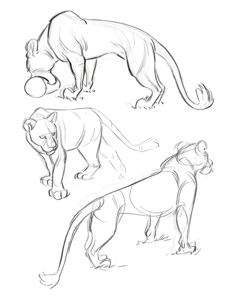 788x1013 Lioness Sketches By Hnautumn