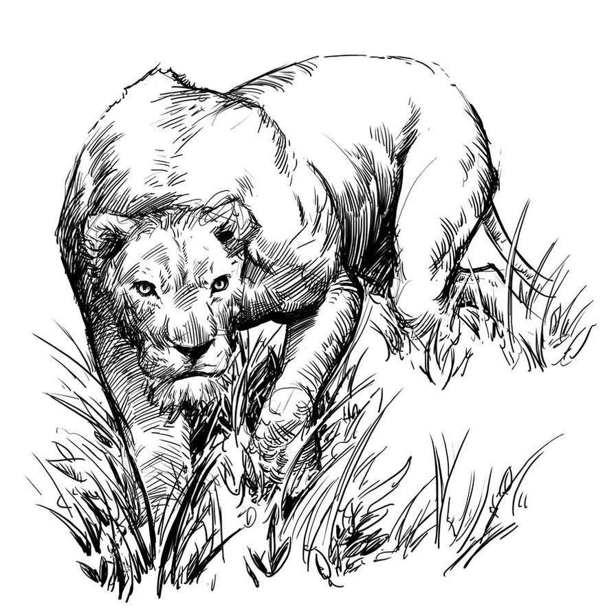 896x892 Lion Sketch By Jedi Art Trick