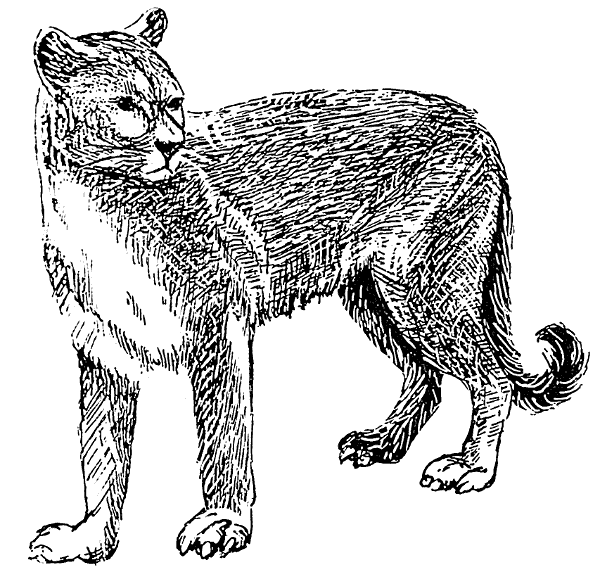 600x579 Mountain Lion Clipart Black And White