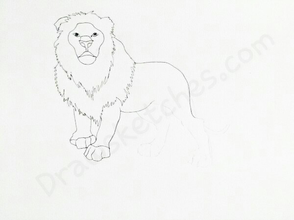600x450 How To Draw A Lion In A Few Easy Steps With Pictures