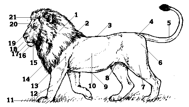 641x364 Lion Skeletal Anatomy Jc Anatomy