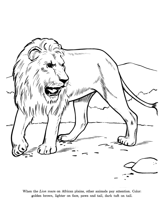 670x820 Animal Drawings Coloring Pages Lion Animal Identification