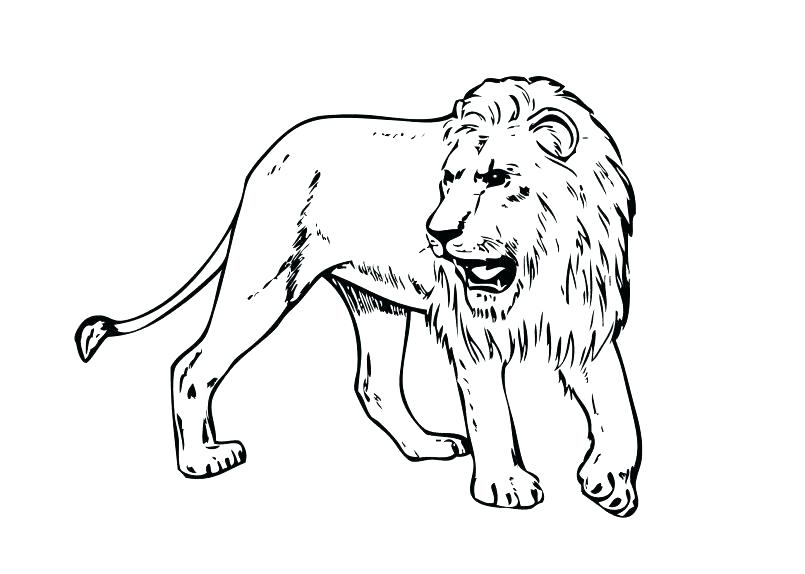 African Lion Face Coloring Sheet Coloring Pages