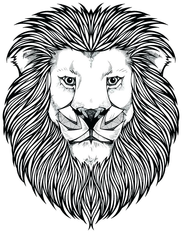 Lion Colour Drawing at GetDrawings.com | Free for personal use Lion