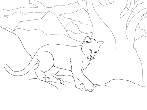 480x360 Cougar Cub Coloring Page Free Printable Coloring Pages