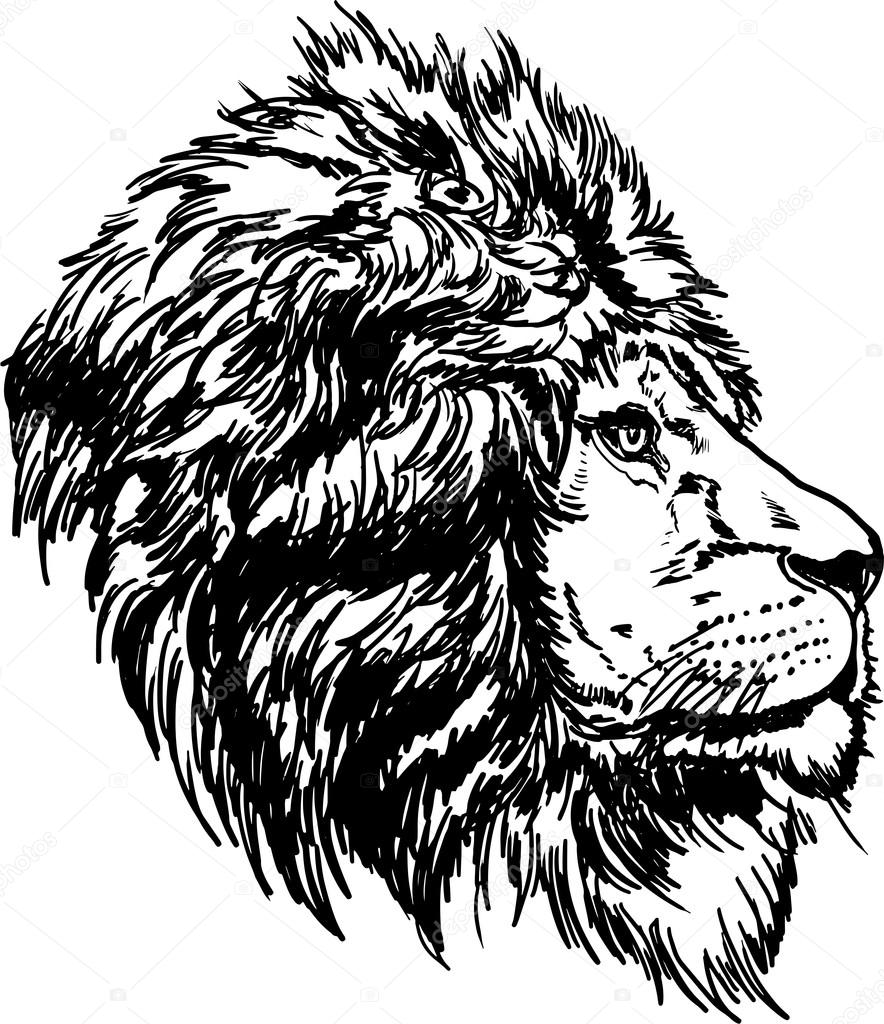 884x1024 Drawing Black And White Lion Head Stock Vector Galkajackdaw