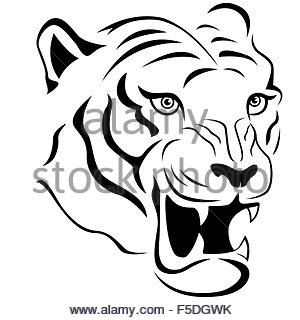 300x320 Tiger Head Vector Hand Drawing Illustration In Black And White