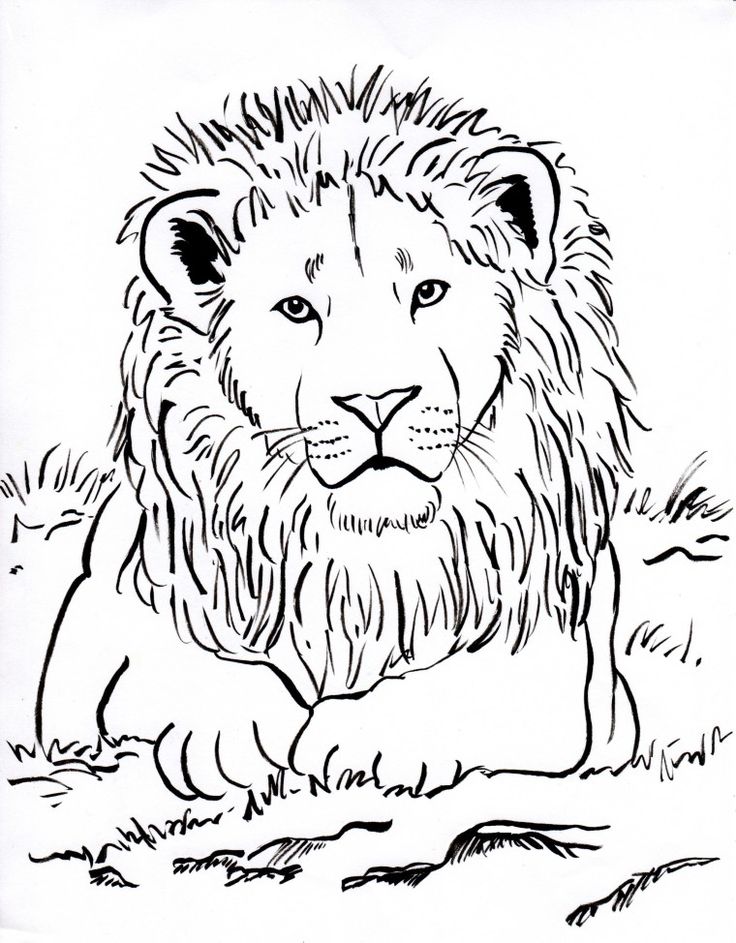 736x943 The Best Lion Coloring Pages Ideas On Adult