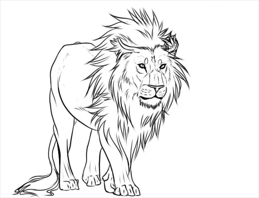 891x680 Drawings Lion