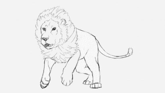 570x320 How To Draw A Lion Step By Step In Pencil How To Draw A Male Lion