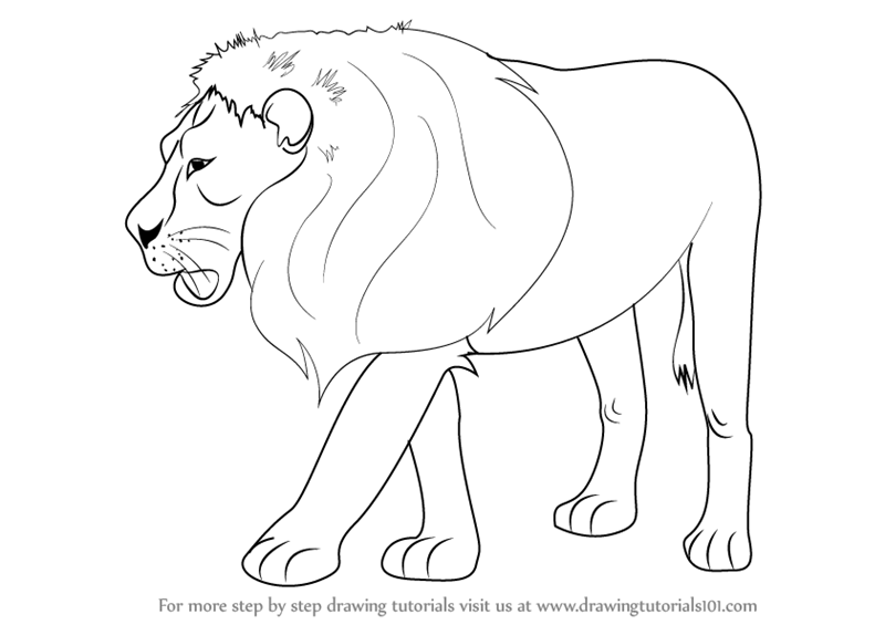 800x565 How To Draw Zoo Animals Step By Step Learn How To Draw A Lion Zoo