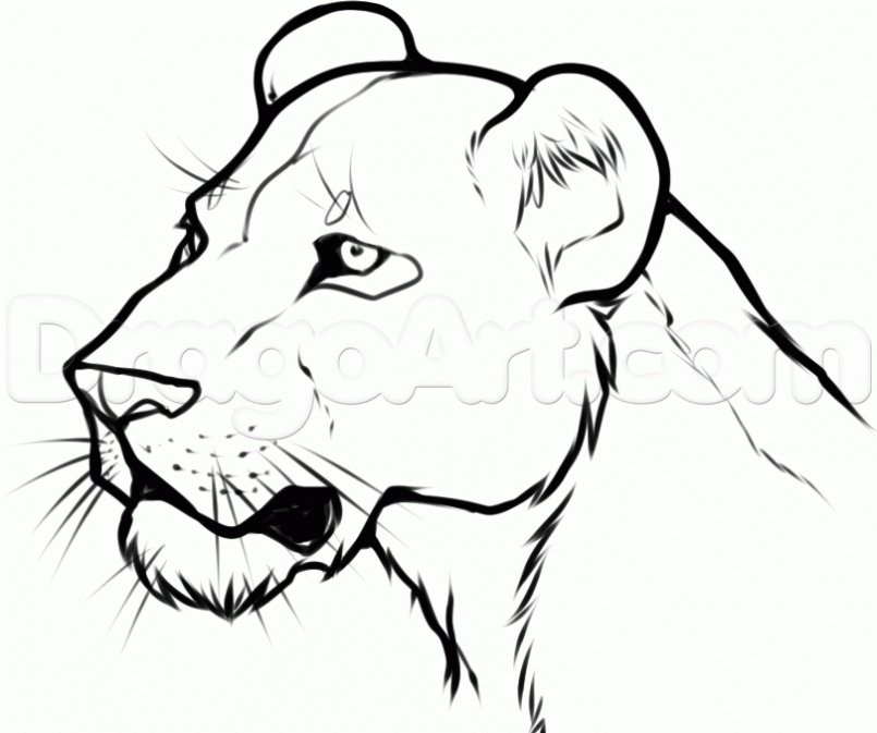 805x673 Coloring How To Draw Lion Face Roaring Easylso How To Draw