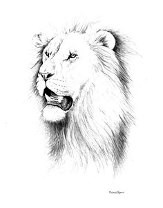 236x300 Lion Portrait Drawings