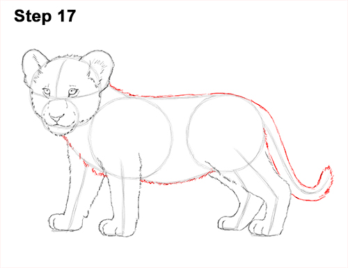 500x386 How To Draw A Lion Cub