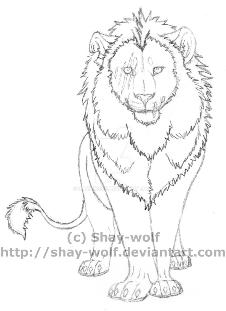 763x1048 Lion Sketch By Shay Wolf