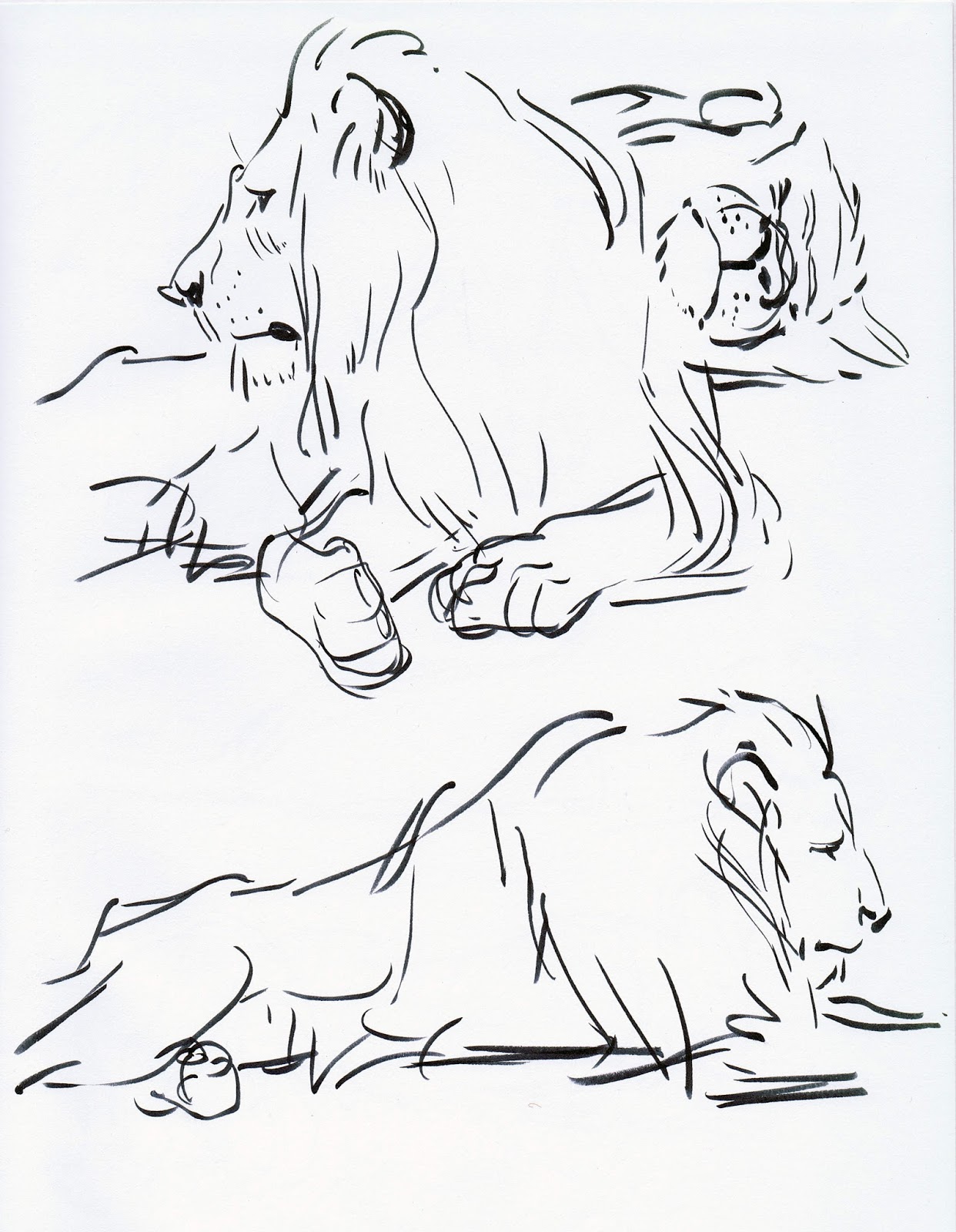 1242x1600 Deja View Drawing Lions