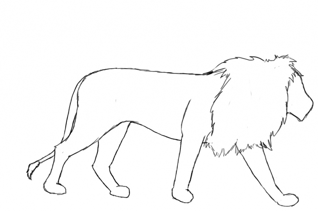 1024x682 How Do U Draw A Lion Pencil Drawings Of Lions Pencil Sketch