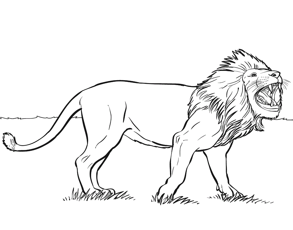 990x778 Lions Coloring Pages